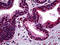 Structural Maintenance Of Chromosomes 1A antibody, 51-728, ProSci, Immunohistochemistry frozen image 