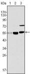 Probable histone acetyltransferase MYST1 antibody, MA5-15345, Invitrogen Antibodies, Western Blot image 