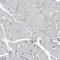 Zinc Finger And BTB Domain Containing 21 antibody, HPA024655, Atlas Antibodies, Immunohistochemistry paraffin image 