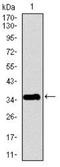 Pancreatic polypeptide antibody, NBP2-37432, Novus Biologicals, Western Blot image 