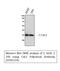 Cyclin Dependent Kinase 1 antibody, STJ92154, St John