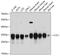 Cytochrome C1 antibody, GTX64666, GeneTex, Western Blot image 