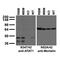 Alpha Tubulin Acetyltransferase 1 antibody, 73-426, Antibodies Incorporated, Western Blot image 