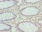 Zinc Finger Protein 490 antibody, LS-C377081, Lifespan Biosciences, Immunohistochemistry paraffin image 