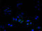Defender Against Cell Death 1 antibody, A51601-100, Epigentek, Immunofluorescence image 