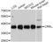 CRK Like Proto-Oncogene, Adaptor Protein antibody, A11735, ABclonal Technology, Western Blot image 