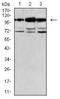 LIM Domain Kinase 2 antibody, orb74157, Biorbyt, Western Blot image 