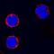 CD4 antibody, MAB2410, R&D Systems, Immunofluorescence image 