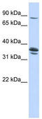 Solute carrier organic anion transporter family member 3A1 antibody, TA333878, Origene, Western Blot image 