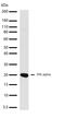 Interferon alpha-1 antibody, 701275, Invitrogen Antibodies, Western Blot image 