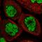 Zinc finger protein ubi-d4 antibody, HPA056786, Atlas Antibodies, Immunofluorescence image 