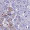 Protein FAM183B antibody, HPA043382, Atlas Antibodies, Immunohistochemistry frozen image 