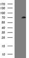 CTD Small Phosphatase 2 antibody, CF507254, Origene, Western Blot image 