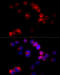 Sterol 26-hydroxylase, mitochondrial antibody, 18-429, ProSci, Immunofluorescence image 