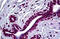 SMAD2 antibody, MBS245938, MyBioSource, Immunohistochemistry frozen image 