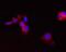Carnitine O-palmitoyltransferase 2, mitochondrial antibody, A21974, Invitrogen Antibodies, Immunofluorescence image 