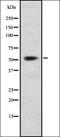 Cell Division Cycle Associated 7 Like antibody, orb337712, Biorbyt, Western Blot image 
