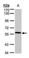 X-Prolyl Aminopeptidase 3 antibody, NBP1-31556, Novus Biologicals, Western Blot image 