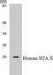 gamma H2AX antibody, EKC1274, Boster Biological Technology, Western Blot image 