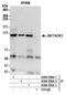 TAO Kinase 3 antibody, A300-536A, Bethyl Labs, Immunoprecipitation image 