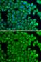 Heat shock protein beta-2 antibody, GTX65869, GeneTex, Immunofluorescence image 