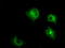 Lysyl Oxidase antibody, TA500871, Origene, Immunofluorescence image 