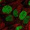 Serum Amyloid A Like 1 antibody, HPA039003, Atlas Antibodies, Immunofluorescence image 