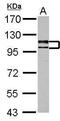 Ubiquitin Specific Peptidase 4 antibody, PA5-27869, Invitrogen Antibodies, Western Blot image 
