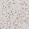 Nuclear pore complex protein Nup153 antibody, HPA027897, Atlas Antibodies, Immunohistochemistry frozen image 