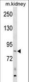 Rho Guanine Nucleotide Exchange Factor 16 antibody, LS-C157554, Lifespan Biosciences, Western Blot image 