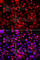 FAS antibody, A0461, ABclonal Technology, Immunofluorescence image 