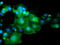 Docking Protein 7 antibody, M05165, Boster Biological Technology, Immunofluorescence image 