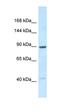 Unc-45 Myosin Chaperone B antibody, orb331180, Biorbyt, Western Blot image 