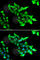Krev interaction trapped protein 1 antibody, A6881, ABclonal Technology, Immunofluorescence image 