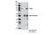 Forkhead Box K1 antibody, 12025S, Cell Signaling Technology, Immunoprecipitation image 