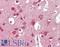 Iduronate 2-Sulfatase antibody, LS-B11028, Lifespan Biosciences, Immunohistochemistry paraffin image 