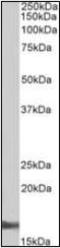 AIF1 antibody, orb88337, Biorbyt, Western Blot image 
