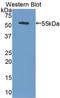 Bone Morphogenetic Protein 5 antibody, LS-C294040, Lifespan Biosciences, Western Blot image 