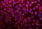Argonaute RISC Catalytic Component 3 antibody, A04191-1, Boster Biological Technology, Immunofluorescence image 