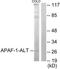 APAF antibody, TA313453, Origene, Western Blot image 