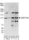 Zinc Finger Protein 512B antibody, A303-235A, Bethyl Labs, Western Blot image 