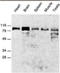 Disintegrin and metalloproteinase domain-containing protein 15 antibody, TA352948L, Origene, Western Blot image 