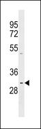 Proline Rich 23A antibody, LS-C158739, Lifespan Biosciences, Western Blot image 