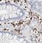 Intercellular Adhesion Molecule 3 antibody, FNab04106, FineTest, Immunohistochemistry frozen image 