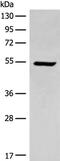 ACD antibody, PA5-68359, Invitrogen Antibodies, Western Blot image 