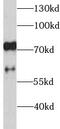 Selectin L antibody, FNab10510, FineTest, Western Blot image 
