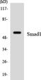 SMAD Family Member 1 antibody, LS-C200706, Lifespan Biosciences, Western Blot image 