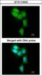 Proteasome Subunit Beta 8 antibody, GTX113533, GeneTex, Immunofluorescence image 