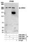 AT-Rich Interaction Domain 2 antibody, A302-229A, Bethyl Labs, Immunoprecipitation image 