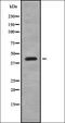 Dual Specificity Phosphatase 4 antibody, orb378329, Biorbyt, Western Blot image 